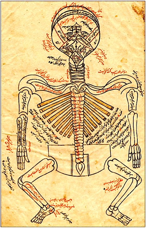 A Thousand Years Before Darwin: Untold Stories of Muslim Scholars’ Contributions to Anatomy and Evolutionary Biology
