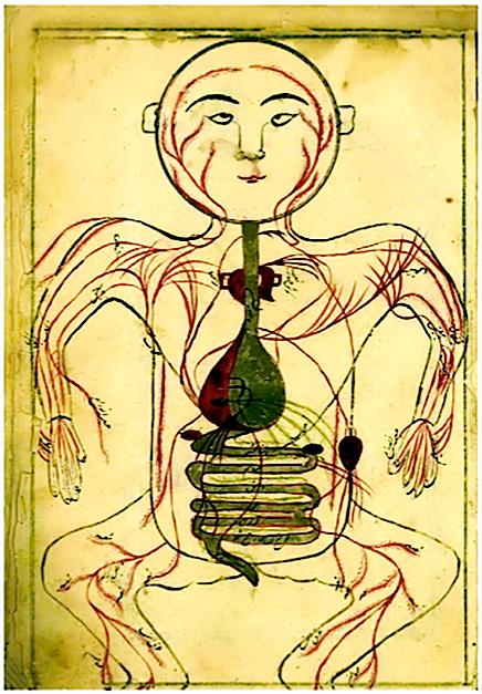 A Thousand Years Before Darwin: Untold Stories of Muslim Scholars’ Contributions to Anatomy and Evolutionary Biology