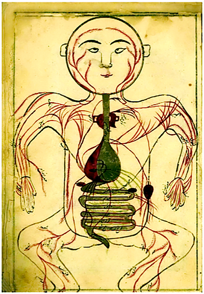 A Thousand Years Before Darwin: Untold Stories of Muslim Scholars’ Contributions to Anatomy and Evolutionary Biology